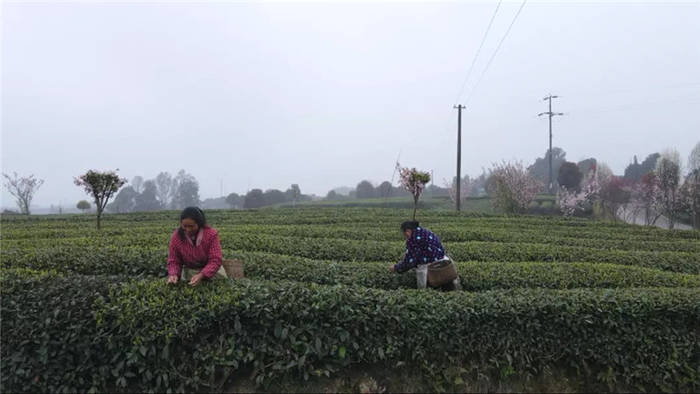 有关于雅安海棠村：穿越茶乡古镇 追逐大地掌纹的消息(2)