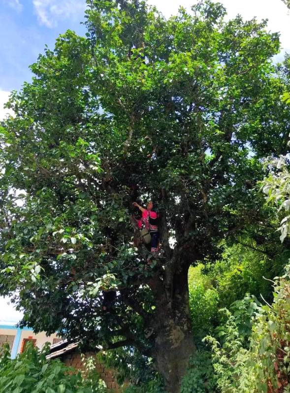 有关于“点叶成金”！500年古树茶为群众致富闯出新路子的最新信息