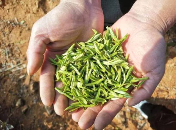 有关于雨水时节话春茶，快来看看全国各地开采春茶的最新情况吧的热门新闻(6)