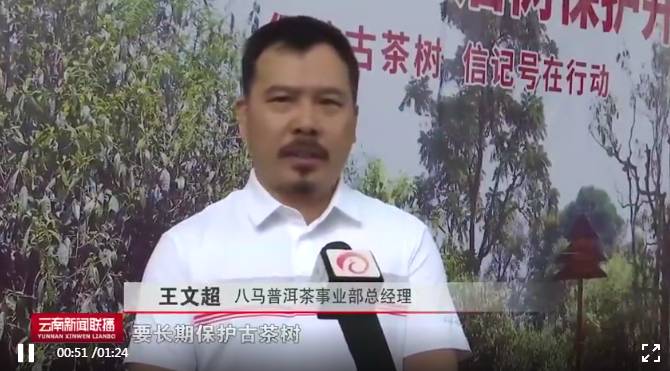 有关于2021年老班章古茶树春茶茶后开采 在保护中开发的热门新闻(3)