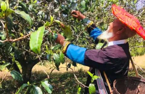 有关于临沧春茶简报:又是一年采茶季 茶农忙采春茶的热门新闻(3)