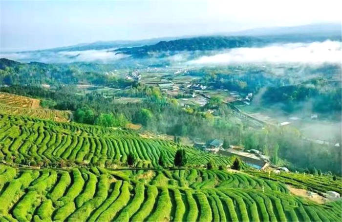 关于汉中春茶生产实现开门红 陕西邮政出台春茶惠农服务助力茶农增收的最新信息