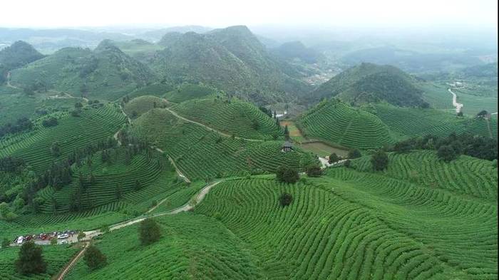 有关于人民网镜头下的贵州丹寨：茶产业融合发展助力乡村振兴的热门资讯(4)