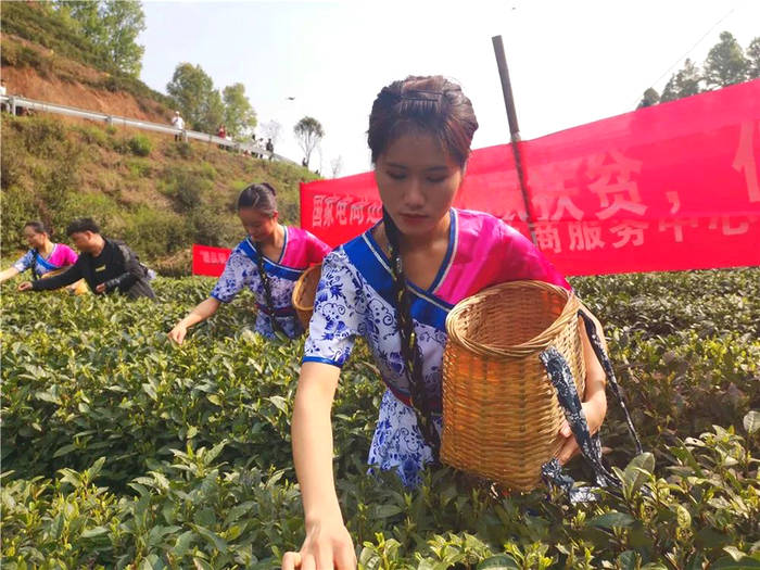 有关于江西遂川：采茶姑娘是茶园内一道靓丽的风景线的新闻(1)