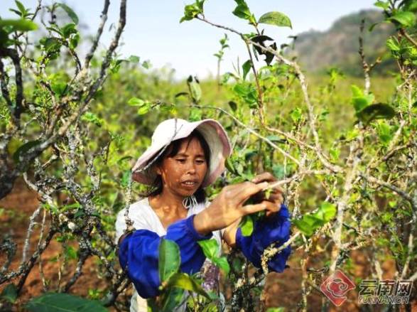 关于云南镇康勐堆尖山：千亩茶叶成为增收“主力军”的资讯