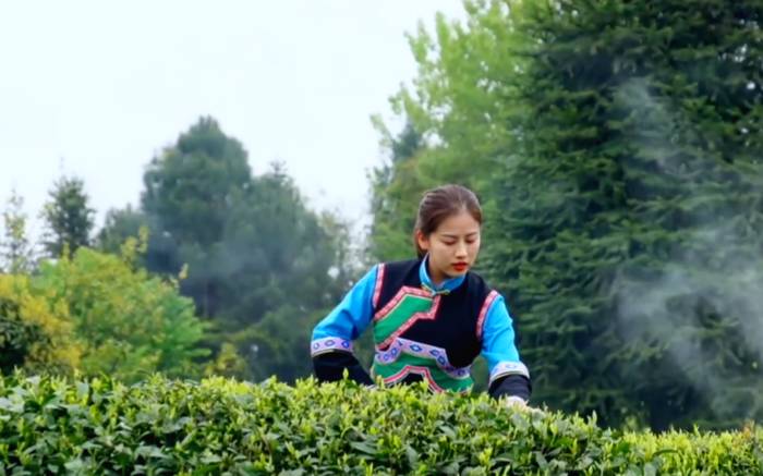 有关于奋斗百年路 启航新遵义 春天里,采茶忙!的消息(7)