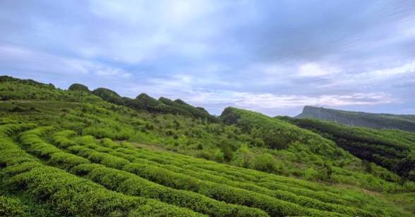 有关于四川剑阁大力发展茶叶产业 预计2025年实现年产值2亿元的资讯