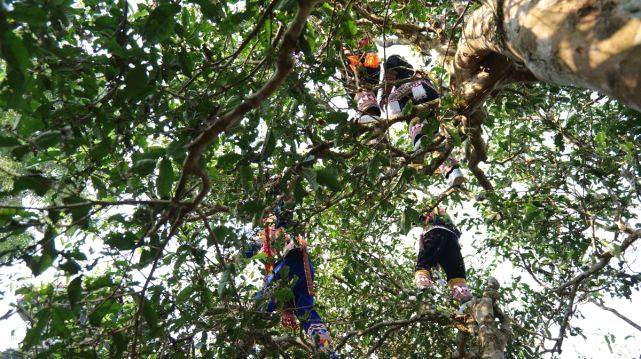 有关于当古茶之王遇上皮卡之王，长城皮卡助力勐海古树茶开采的信息(7)