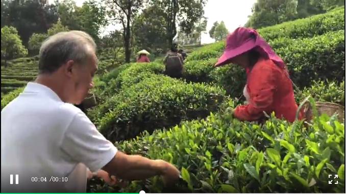 有关于胡继承在2021年全省采茶技能竞赛作大赛情况通报的热门消息(3)