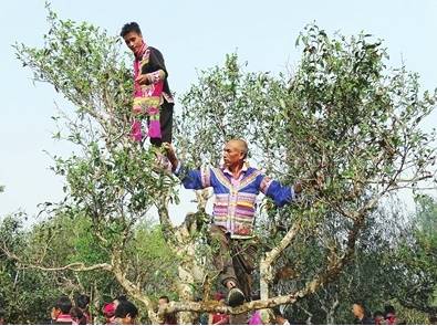 关于勐海茶山村村寨寨茶香萦绕 古树春茶新芽萌的热门新闻