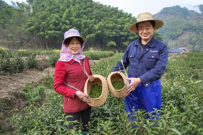 关于霍山县：一茶一产业 霍山黄芽地理标志 保护工程显成效的最新信息(6)