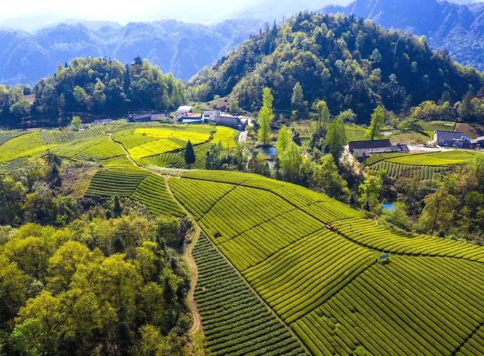 关于大湘西地区“潇湘”茶品牌的打造路径探析与效果研究的最新消息(2)