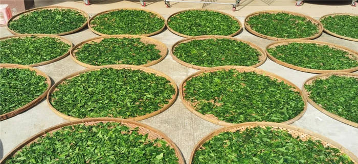 关于海南:五指山茶青大丰收 政企农携手促发展的最新信息(15)