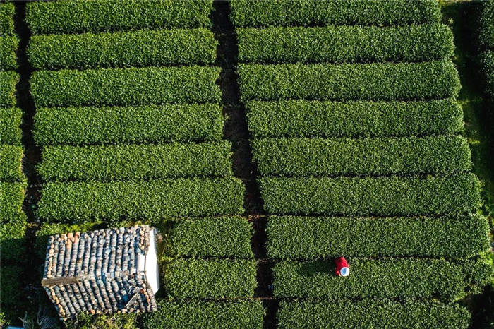 有关于第十四届茶商大会即将开幕 首次线上线下共同举办的最新资讯(9)
