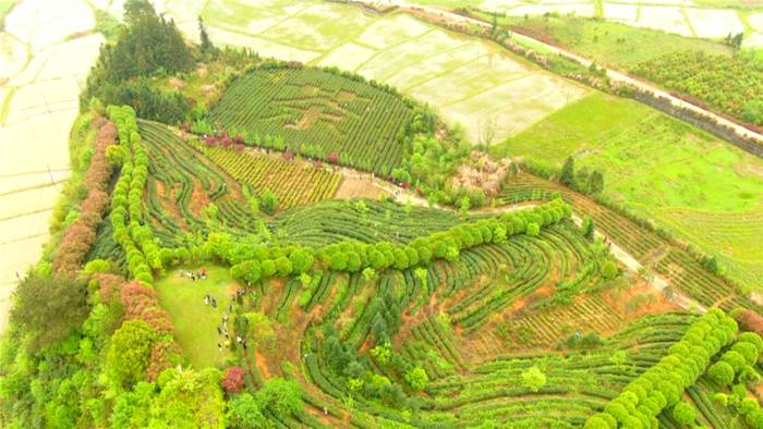 关于开化龙顶香飘四海！县长毛献明带你游茶园的消息(4)