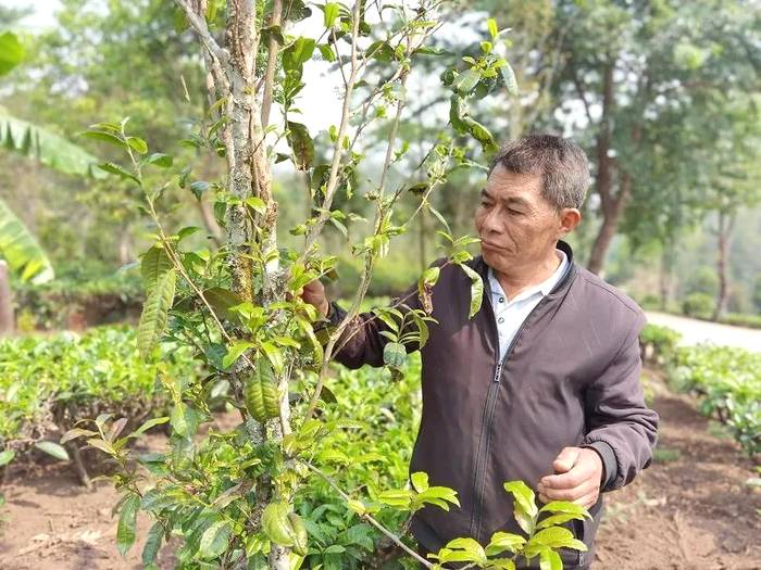 有关于西盟茶园“好帮手” 茶农吃上绿色“生态饭”的热门消息(1)