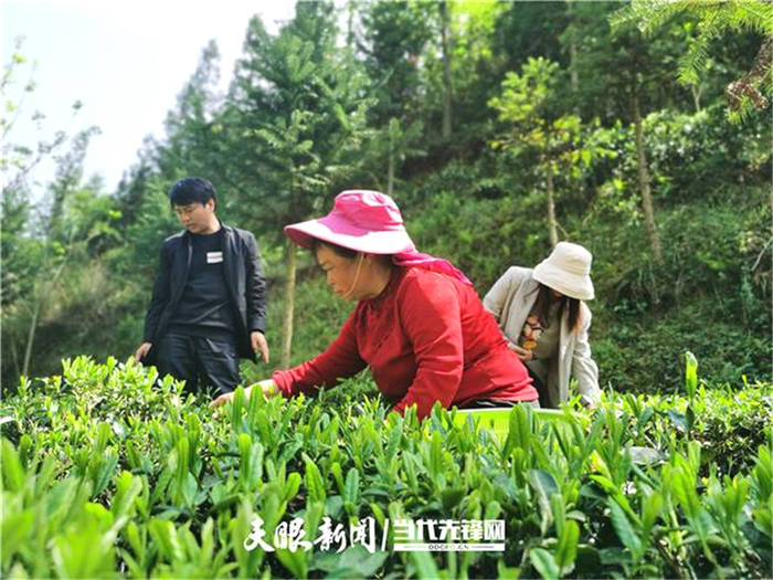 关于贵州普安罗汉：春到茶山风景异，明前春茶采摘忙的最新信息(4)