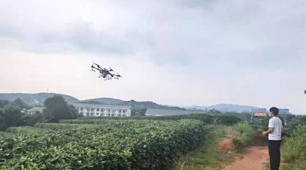 有关于醴陵：无人机助力茶园 病虫害防治效果提升的新闻