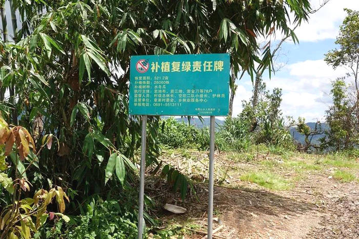 关于西双版纳勐海县百名毁林种茶违法涉案群众集体投案自首的热门消息(1)