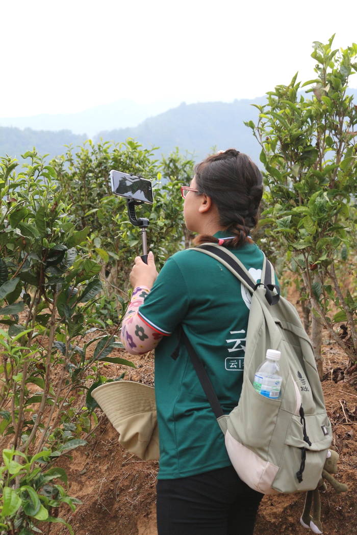 有关于普洱春茶发芽简报：大雪山豆腐寨茶园发芽情况的热门信息(10)
