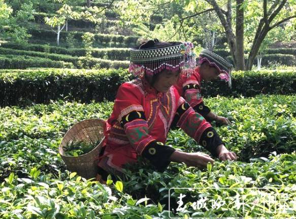 有关于茶旅融合，带动“滇红第一村”一年增收800万元的最新消息