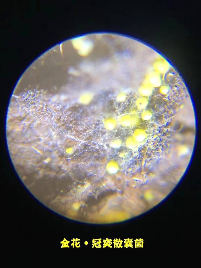 关于科学让黑茶功效“说话” 精制川茶研究取得新突破的资讯