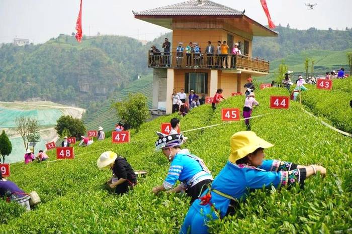 有关于胡继承在2021年全省采茶技能竞赛作大赛情况通报的热门消息(6)