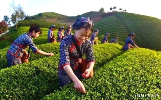 有关于浙江武义:做好“茶文章” 茶旅联姻富乡民的最新信息(1)