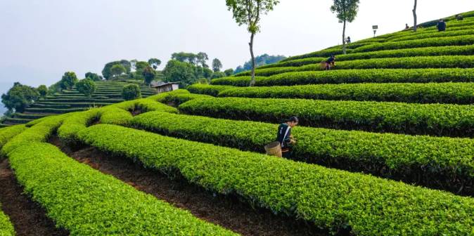 关于三月春光好采茶 宁洱20余万亩现代生态茶园进入采摘期的最新信息(19)