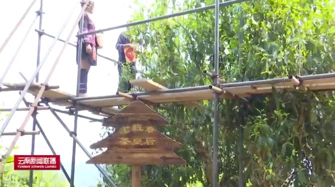 有关于2021年老班章古茶树春茶茶后开采 在保护中开发的热门新闻(1)