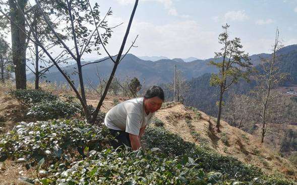 有关于云南永平：2020年全乡茶叶种植面积达4200多亩的热门新闻(2)