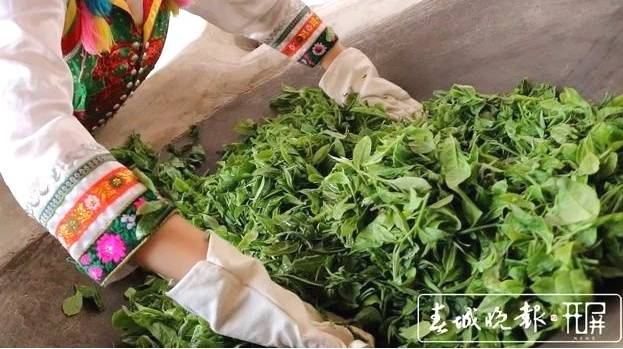关于保山施甸：古树茶开采，布朗族大妈家门口就能找到工作的最新消息(3)