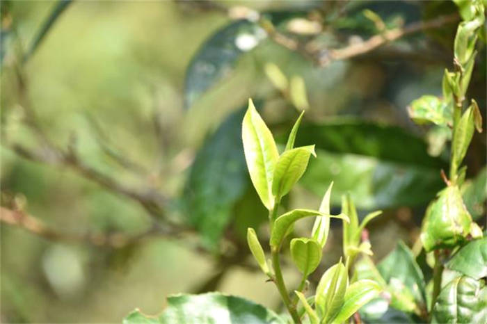 有关于一周速读：2021中国茶叶品牌价值评估、521国际茶日、品牌整合不是“1＋1”的热门信息(6)