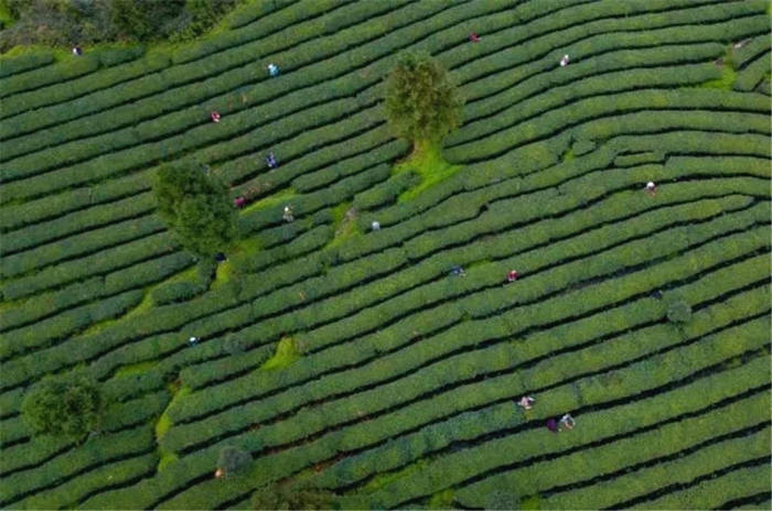 有关于凤冈：今春首采！贵州凤冈第一批新茶来了的资讯(1)