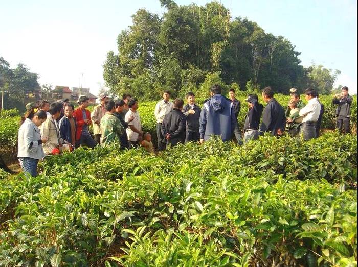 关于突出“勐海味”特色 打造“中国普洱茶第一县”金字招牌的新闻(2)