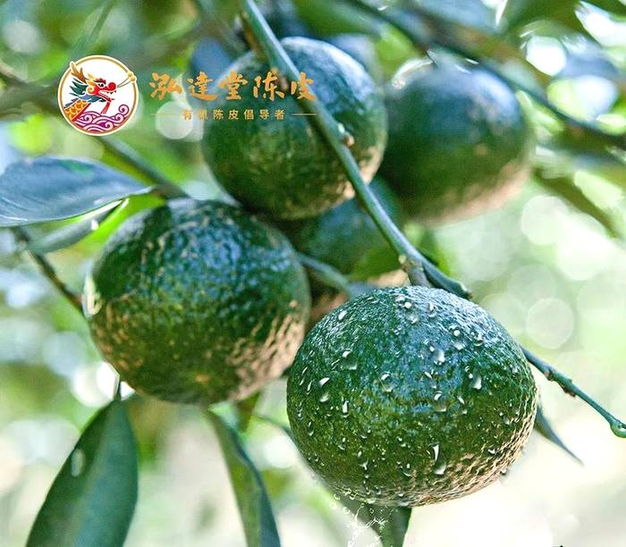 有关于泓达堂解密小青柑②:践行有机种植,严控源头品质的最新资讯(7)