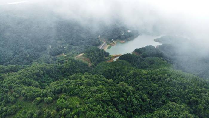 关于绿色云茶破千亿 云茶产业如何继续健康良性发展?的消息(1)