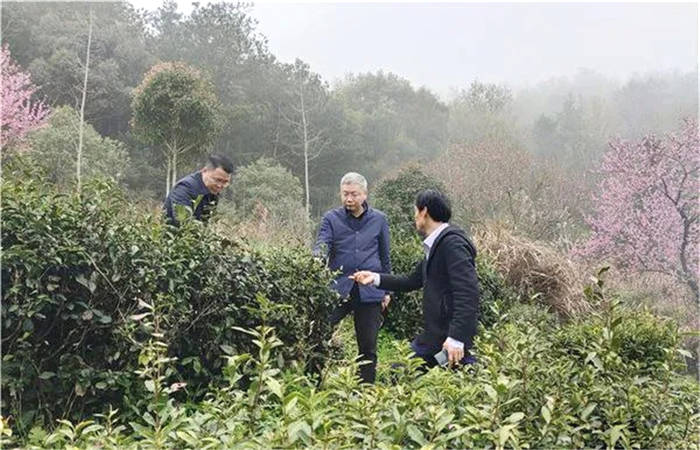 关于安徽:潜山市委副书记余华明一行赴天柱山镇调研指导春茶生产工作的热门消息