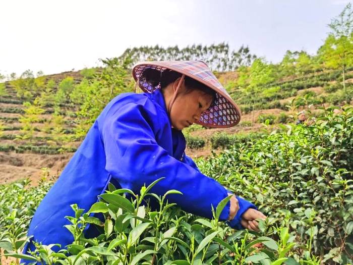 关于横县那阳镇政华村茶叶种植合作春茶采摘时!的最新信息