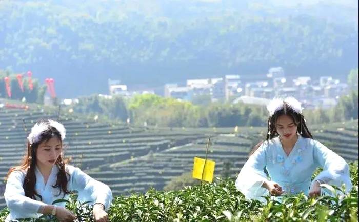 关于2021年4月6日“政和白茶号”列车冠名首发仪式在福州站候车厅举行的最新消息(4)