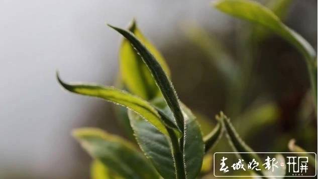 关于保山施甸：古树茶开采，布朗族大妈家门口就能找到工作的最新消息(2)