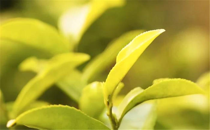 有关于四川广元：旺苍米仓山新茶上市，黄茶每斤卖到8800元！的新闻(3)