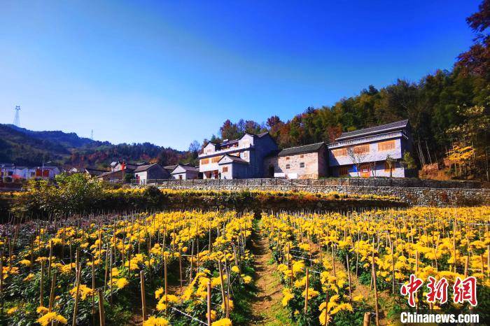 关于安徽金寨大湾村：茶旅融合发展拓宽小康路的消息(1)