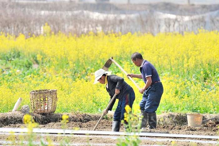 关于澜沧县景迈茶产业农村产业融合发展示范园入选创建名单的热门信息