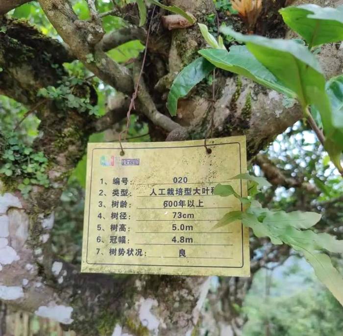 有关于勐海贺开：遇见最美茶园，230余万株古茶树备受“呵护”的最新资讯(15)