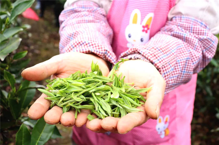 有关于福建政和白茶开采!产业发展拓宽农民增收路的热门消息(2)