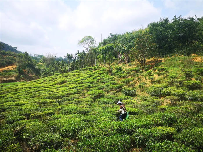 关于海南:五指山茶青大丰收 政企农携手促发展的最新信息(6)