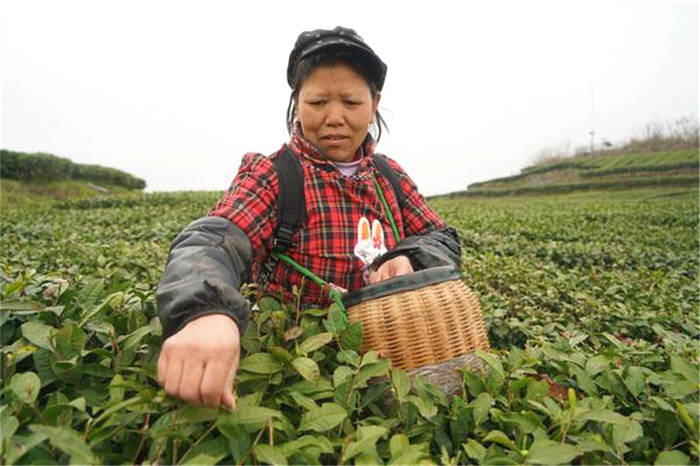 有关于贵州铜仁沿河：青山为证 三位村民坚守茶路践初心的最新信息(2)