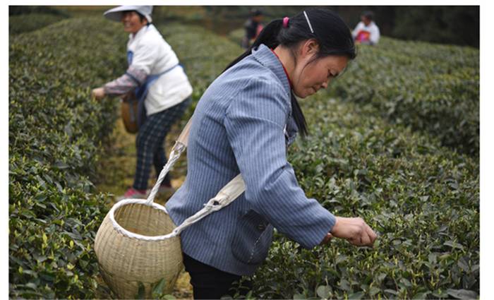 有关于各省茶叶大PK：一个不起眼的省份，却是中国产茶大省的热门资讯(13)