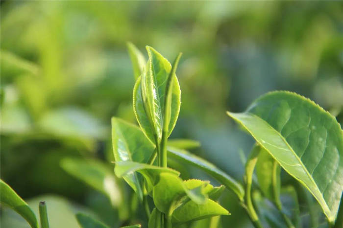 有关于产销齐增近两成,今年春茶产销两旺迎来“开门红”的热门资讯(1)